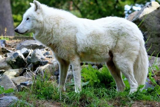 Tundrawolf Ayla, Khan und Scott Wildpark Alte Fasanerie Klein Auheim 2015