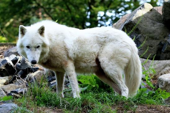 Tundrawolf Ayla, Khan und Scott Wildpark Alte Fasanerie Klein Auheim 2015