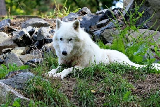 Tundrawolf Ayla, Khan und Scott Wildpark Alte Fasanerie Klein Auheim 2015