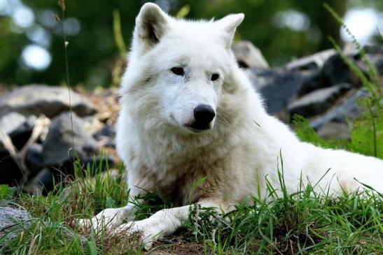 Tundrawolf Ayla, Khan und Scott Wildpark Alte Fasanerie Klein Auheim 2015