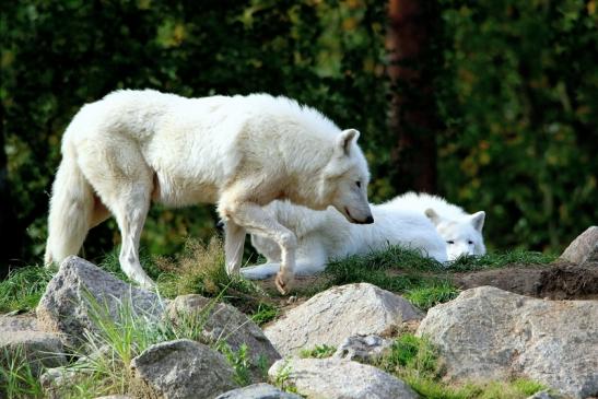 Tundrawolf Ayla, Khan und Scott Wildpark Alte Fasanerie Klein Auheim 2015