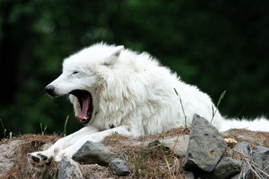 Tundrawolf Ayla, Khan und Scott Wildpark Alte Fasanerie Klein Auheim 2015