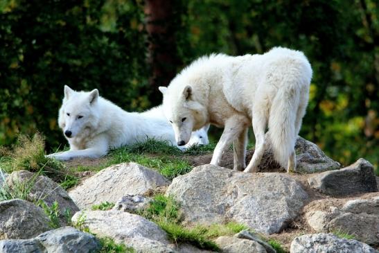 Tundrawolf Ayla, Khan und Scott Wildpark Alte Fasanerie Klein Auheim 2015