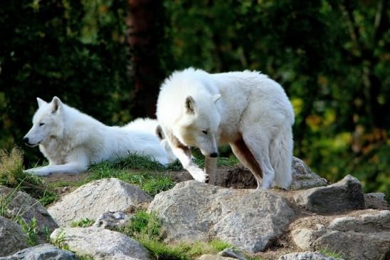 Tundrawolf Ayla, Khan und Scott Wildpark Alte Fasanerie Klein Auheim 2015