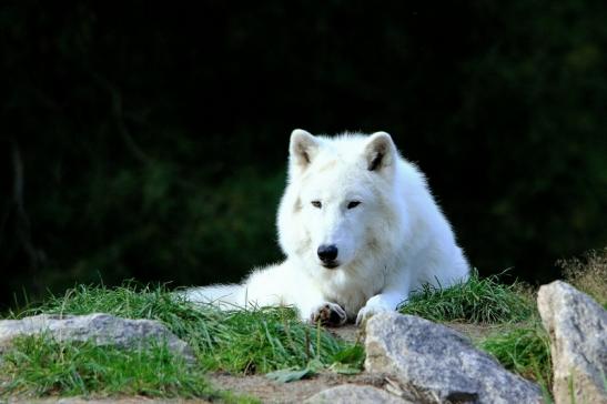 Tundrawolf Ayla, Khan und Scott Wildpark Alte Fasanerie Klein Auheim 2015