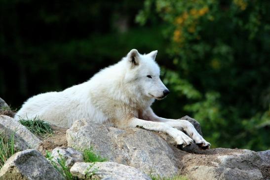 Tundrawolf Ayla, Khan und Scott Wildpark Alte Fasanerie Klein Auheim 2015