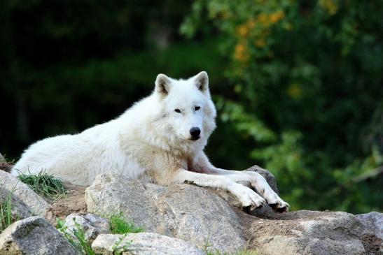 Tundrawolf Ayla, Khan und Scott Wildpark Alte Fasanerie Klein Auheim 2015