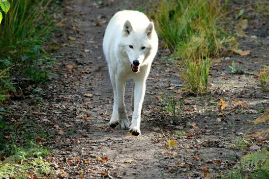 Tundrawolf Aslan, Monja und Inuq Wildpark Alte Fasanerie Klein Auheim 2015