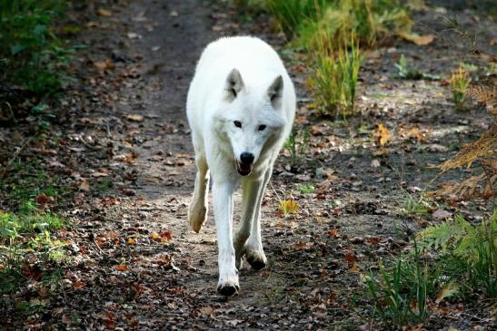 Tundrawolf Aslan, Monja und Inuq Wildpark Alte Fasanerie Klein Auheim 2015