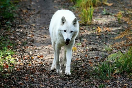 Tundrawolf Aslan, Monja und Inuq Wildpark Alte Fasanerie Klein Auheim 2015