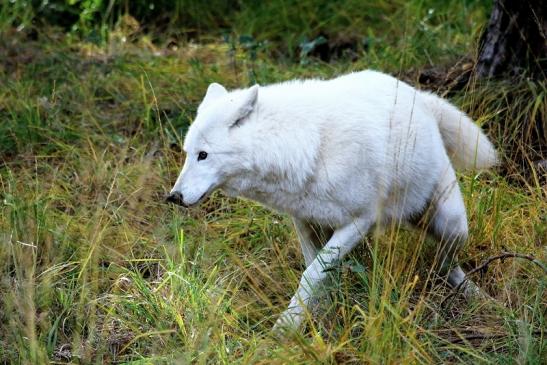 Tundrawolf Aslan, Monja und Inuq Wildpark Alte Fasanerie Klein Auheim 2015