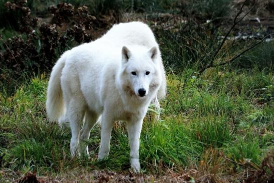 Tundrawolf Aslan, Monja und Inuq Wildpark Alte Fasanerie Klein Auheim 2015