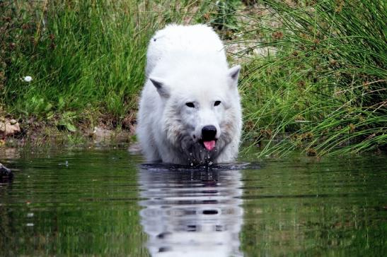 Tundrawolf Ayla, Khan und Scott Wildpark Alte Fasanerie Klein Auheim 2015