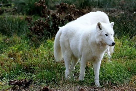 Tundrawolf Aslan, Monja und Inuq Wildpark Alte Fasanerie Klein Auheim 2015