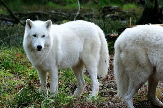 Tundrawolf Aslan, Monja und Inuq Wildpark Alte Fasanerie Klein Auheim 2015