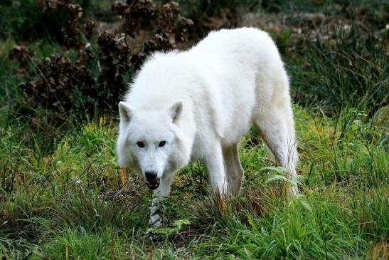 Tundrawolf Aslan, Monja und Inuq Wildpark Alte Fasanerie Klein Auheim 2015