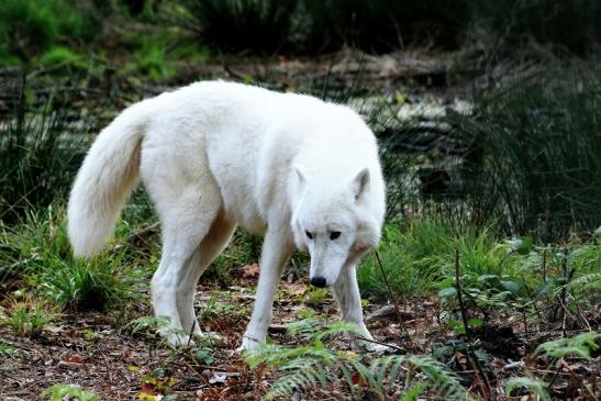 Tundrawolf Aslan, Monja und Inuq Wildpark Alte Fasanerie Klein Auheim 2015