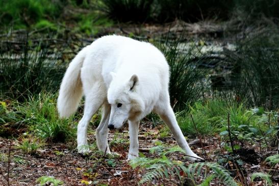 Tundrawolf Aslan, Monja und Inuq Wildpark Alte Fasanerie Klein Auheim 2015