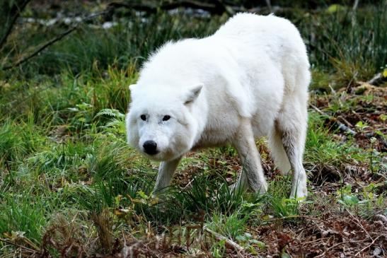 Tundrawolf Aslan, Monja und Inuq Wildpark Alte Fasanerie Klein Auheim 2015