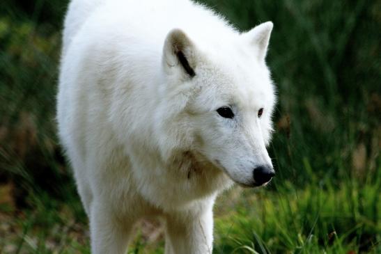 Tundrawolf Ayla, Khan und Scott Wildpark Alte Fasanerie Klein Auheim 2015