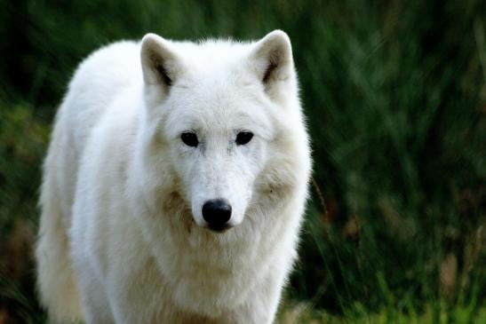 Tundrawolf Ayla, Khan und Scott Wildpark Alte Fasanerie Klein Auheim 2015