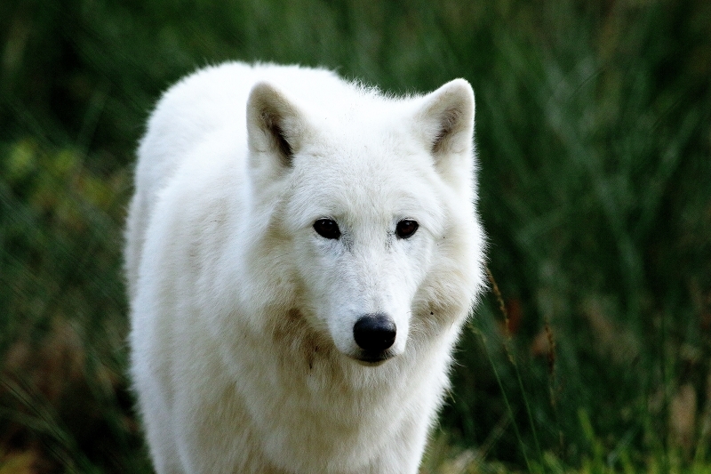 Tundrawolf Ayla, Khan und Scott Wildpark Alte Fasanerie Klein Auheim 2015