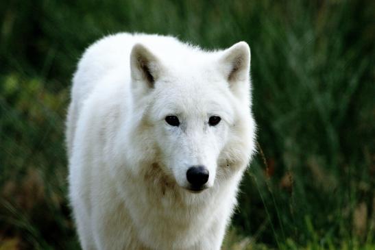 Tundrawolf Ayla, Khan und Scott Wildpark Alte Fasanerie Klein Auheim 2015