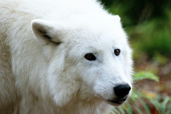 Tundrawolf Ayla, Khan und Scott Wildpark Alte Fasanerie Klein Auheim 2015