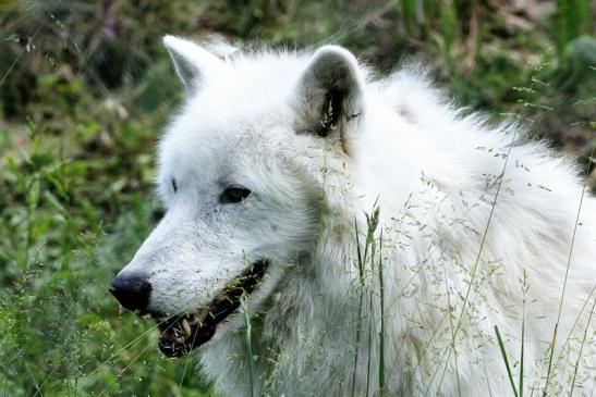 Tundrawolf Ayla und Scott Wildpark Alte Fasanerie Klein Auheim 2016