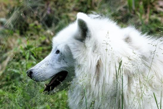 Tundrawolf Ayla und Scott Wildpark Alte Fasanerie Klein Auheim 2016