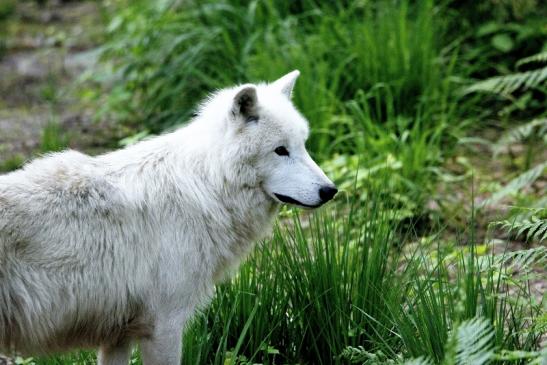 Tundrawolf Ayla und Scott Wildpark Alte Fasanerie Klein Auheim 2016