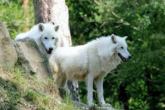 Tundrawolf Ayla und Scott Wildpark Alte Fasanerie Klein Auheim 2016