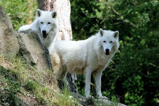 Tundrawolf Ayla und Scott Wildpark Alte Fasanerie Klein Auheim 2016