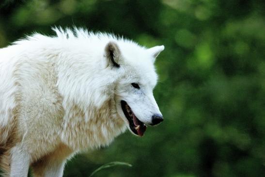 Tundrawolf Ayla und Scott Wildpark Alte Fasanerie Klein Auheim 2016