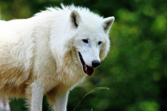 Tundrawolf Ayla und Scott Wildpark Alte Fasanerie Klein Auheim 2016