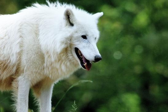 Tundrawolf Ayla und Scott Wildpark Alte Fasanerie Klein Auheim 2016