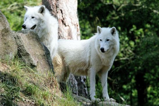 Tundrawolf Ayla und Scott Wildpark Alte Fasanerie Klein Auheim 2016