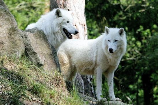 Tundrawolf Ayla und Scott Wildpark Alte Fasanerie Klein Auheim 2016