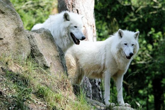 Tundrawolf Ayla und Scott Wildpark Alte Fasanerie Klein Auheim 2016