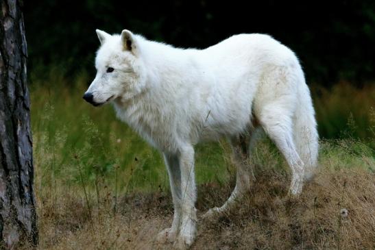 Tundrawolf Ayla und Scott Wildpark Alte Fasanerie Klein Auheim 2016