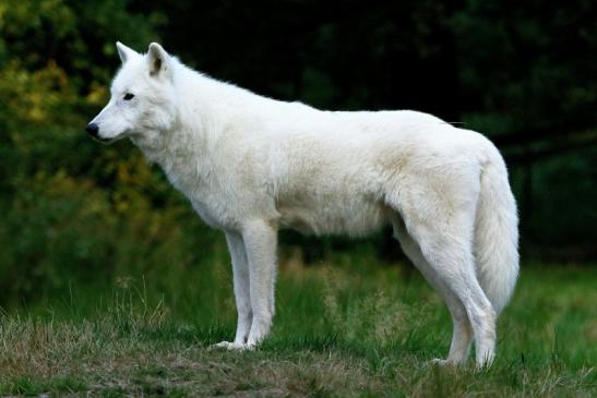 Tundrawolf Ayla und Scott Wildpark Alte Fasanerie Klein Auheim 2016