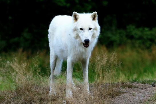 Tundrawolf Ayla und Scott Wildpark Alte Fasanerie Klein Auheim 2016