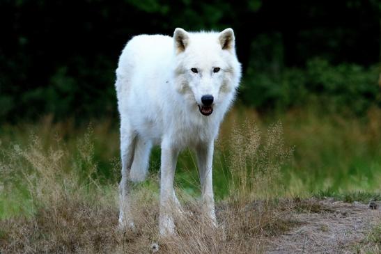 Tundrawolf Ayla und Scott Wildpark Alte Fasanerie Klein Auheim 2016