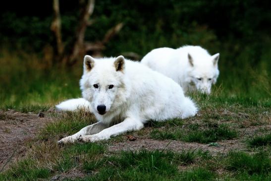 Tundrawolf Ayla und Scott Wildpark Alte Fasanerie Klein Auheim 2016