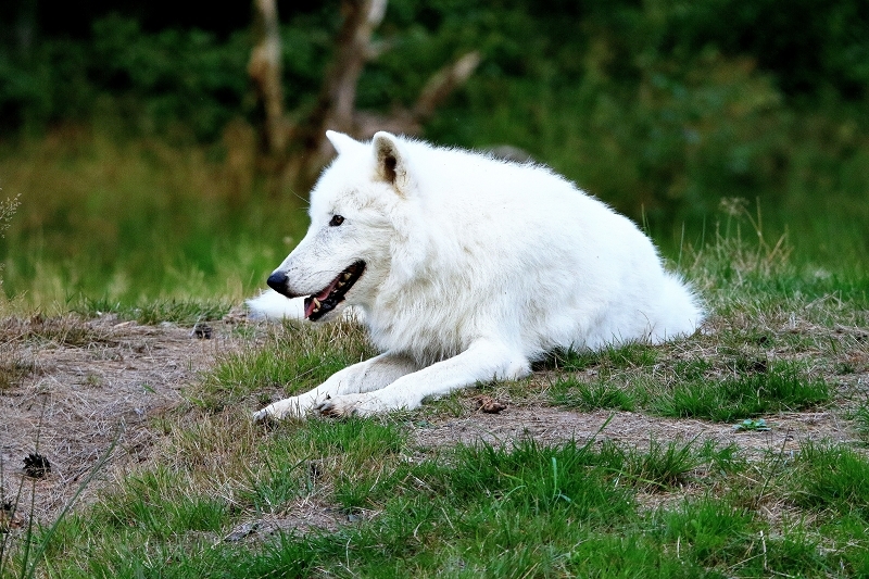 Tundrawolf Ayla und Scott Wildpark Alte Fasanerie Klein Auheim 2016