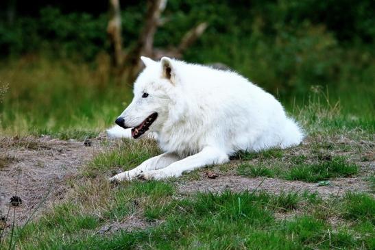 Tundrawolf Ayla und Scott Wildpark Alte Fasanerie Klein Auheim 2016