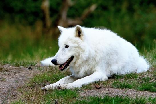 Tundrawolf Ayla und Scott Wildpark Alte Fasanerie Klein Auheim 2016