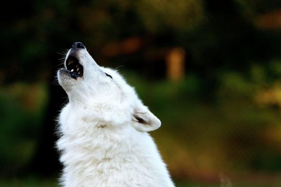 Tundrawolf Ayla und Scott Wildpark Alte Fasanerie Klein Auheim 2016