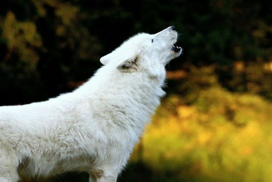 Tundrawolf Ayla und Scott Wildpark Alte Fasanerie Klein Auheim 2016