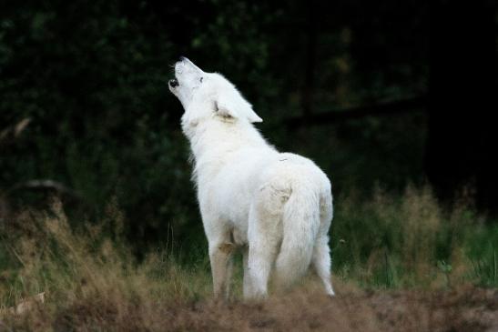 Tundrawolf Ayla und Scott Wildpark Alte Fasanerie Klein Auheim 2016